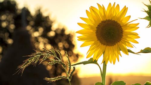 sunflower with sun