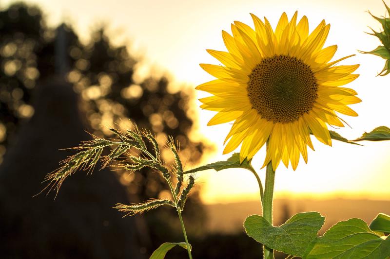 sunflower with sun
