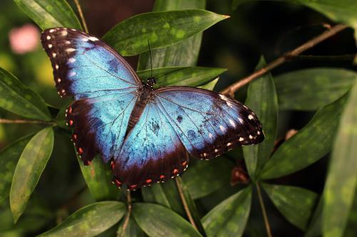 butterfly